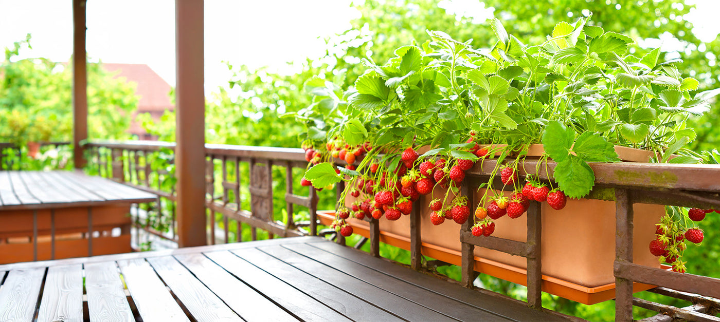 Obst auf meinem Balkon