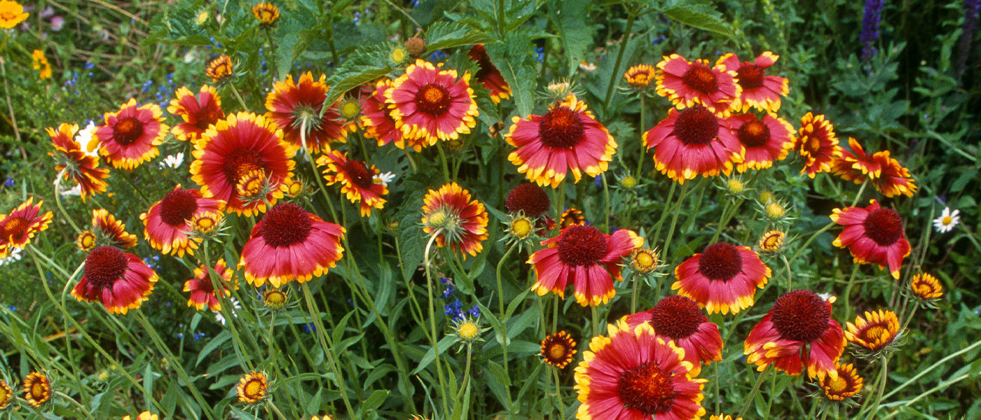 Kokardenblume