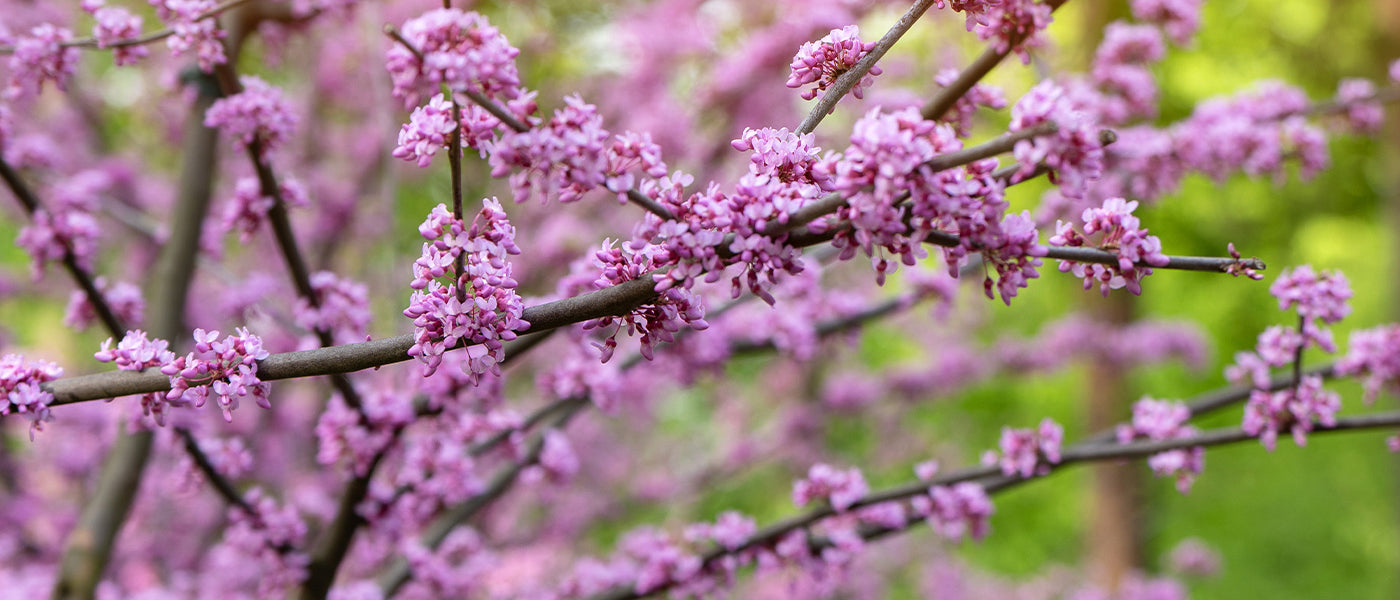 Judasbaum - Cercis