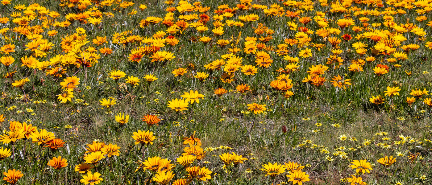 Gazanie - Gazania
