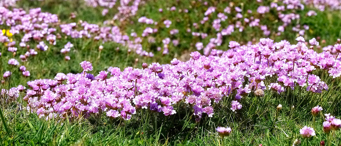 Spanisches Gänseblümchen