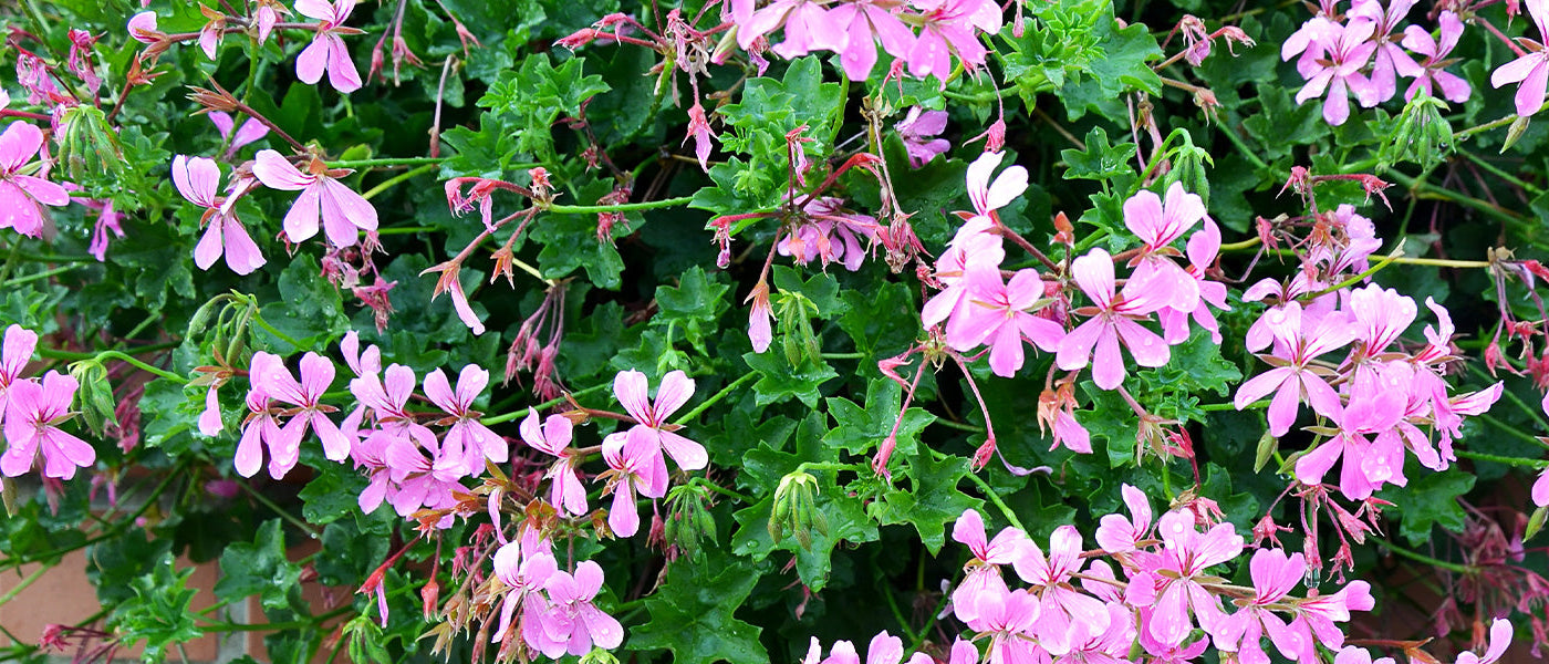 Geranien Pelargonien