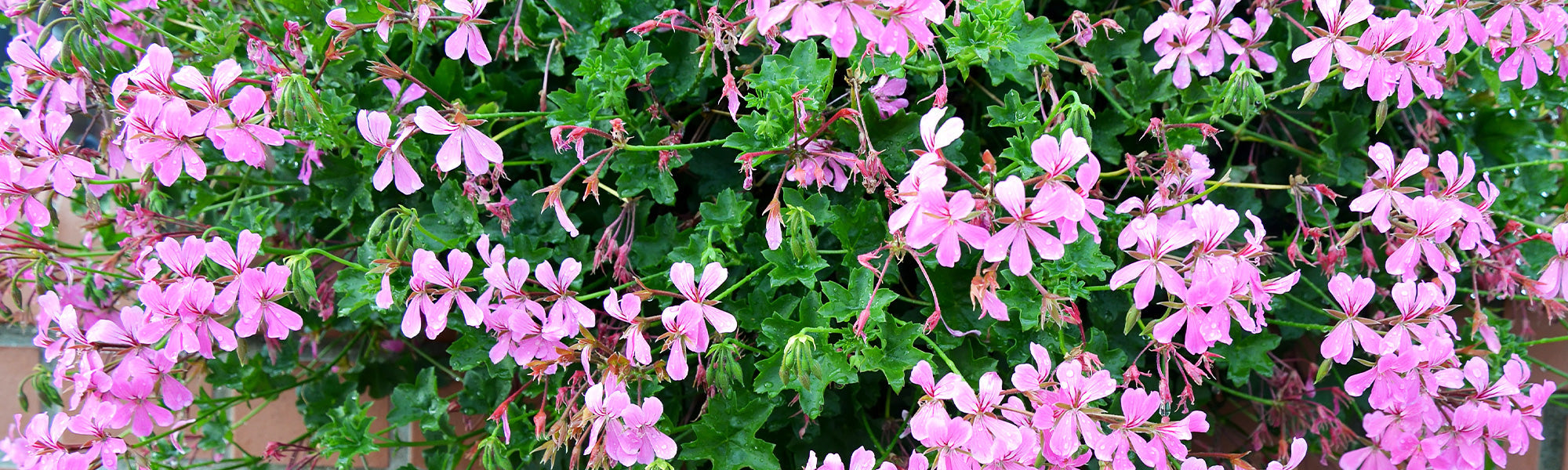 Geranien Pelargonien