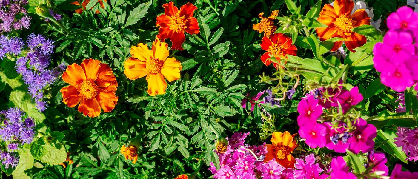 Blumensamen Einjährig