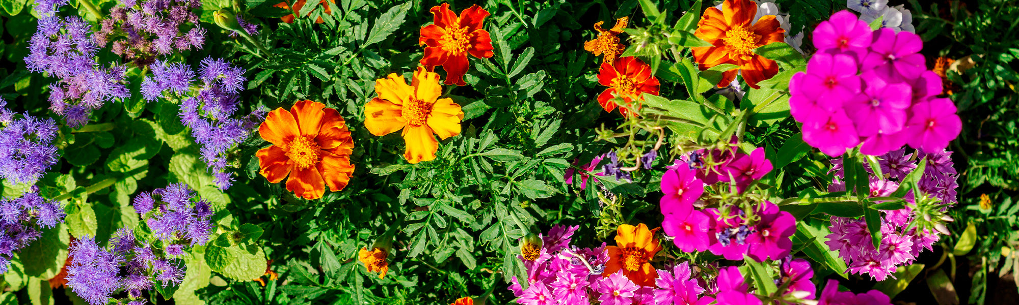 Blumensamen Einjährig