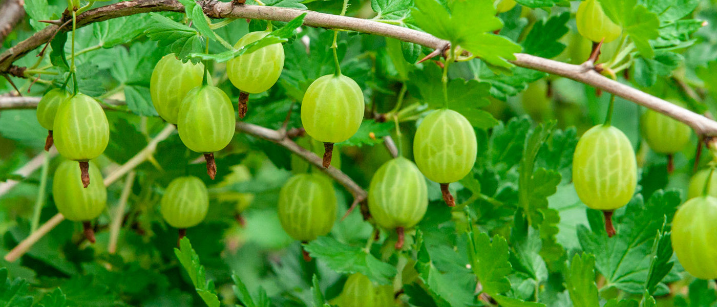 Stachelbeere - Ribes uva-crispa