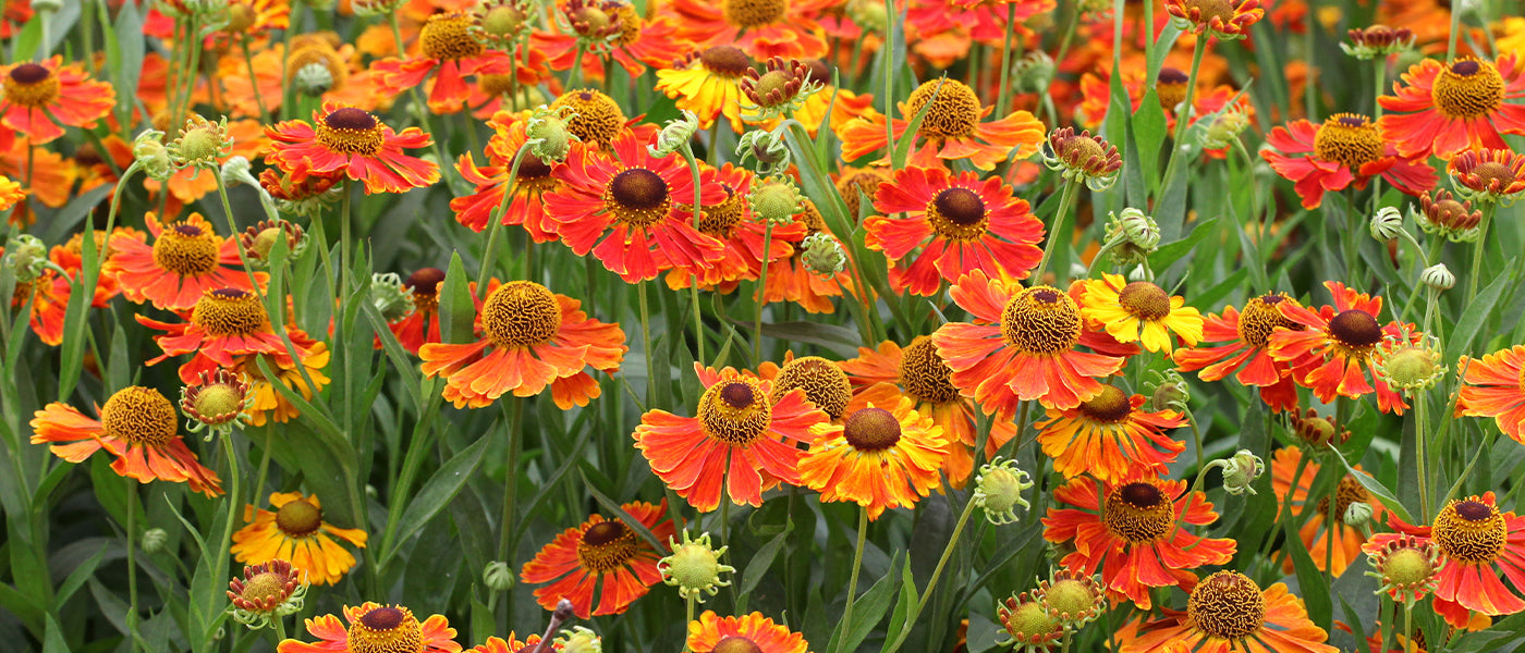 Helenium