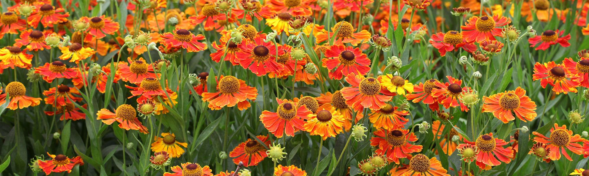 Herbstsonne - Helenium autumnale