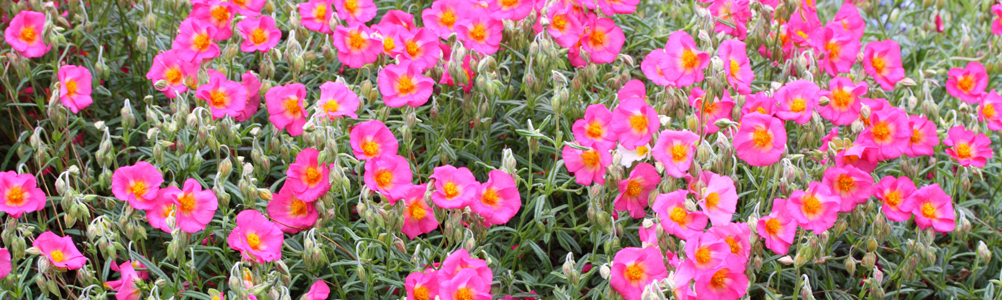 Gemeines Sonnenröschen - Helianthemum nummularium