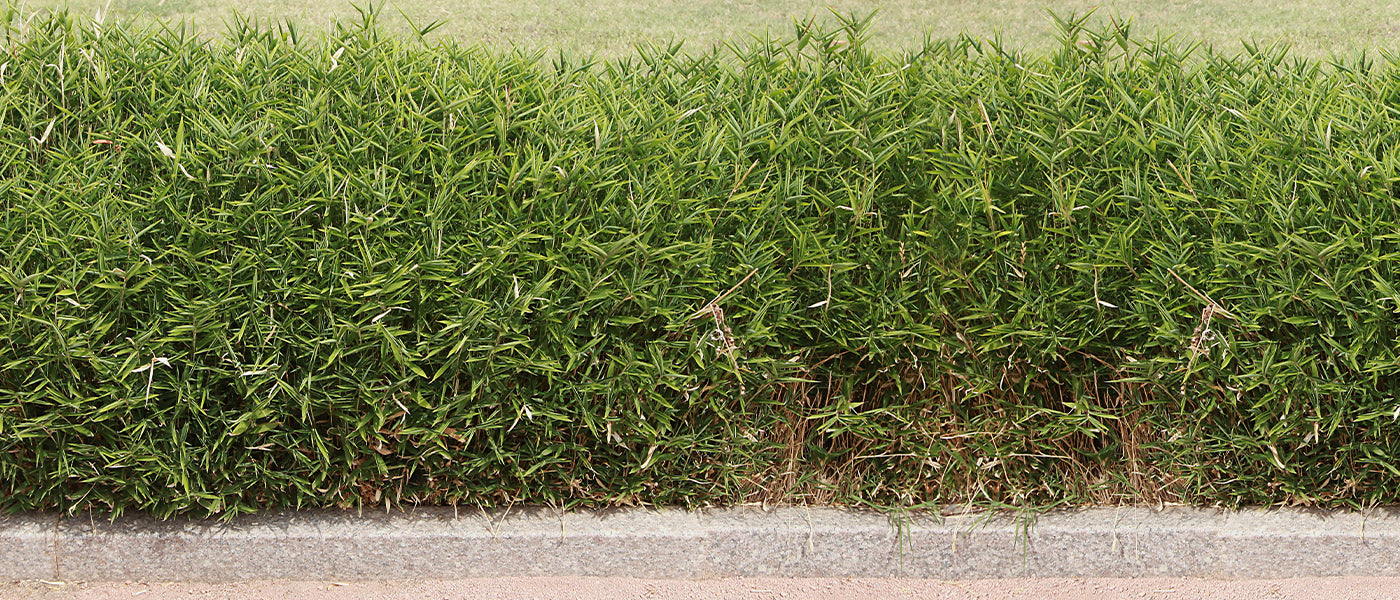 Bambus Gartenhecke
