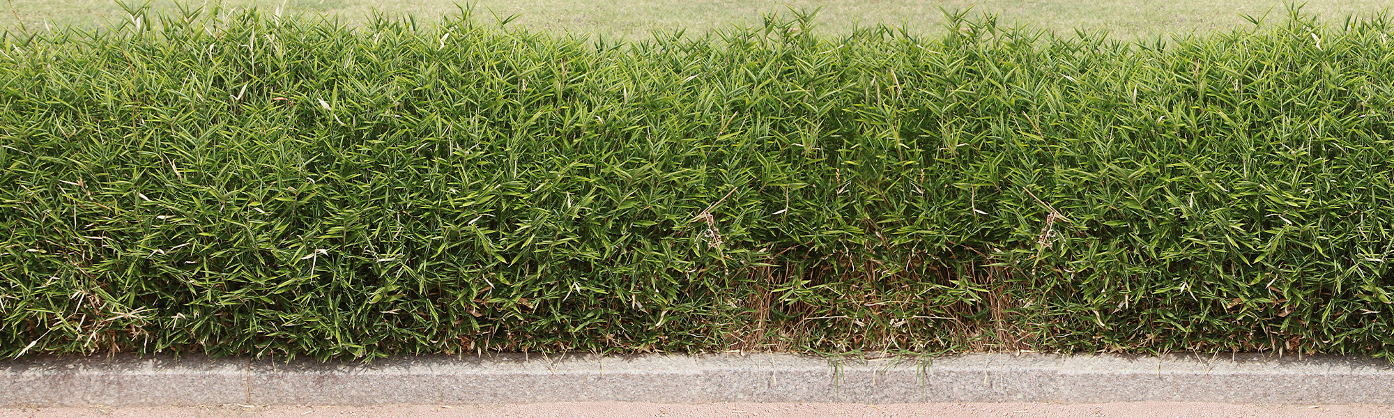 Bambus Gartenhecke