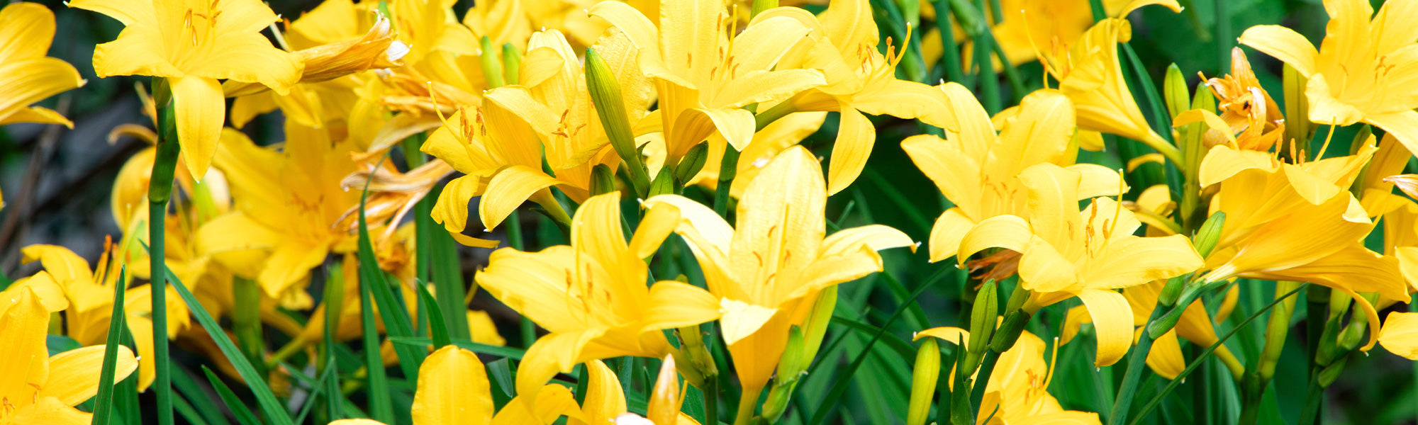 Zwerg-Taglilie - Hemerocallis nana