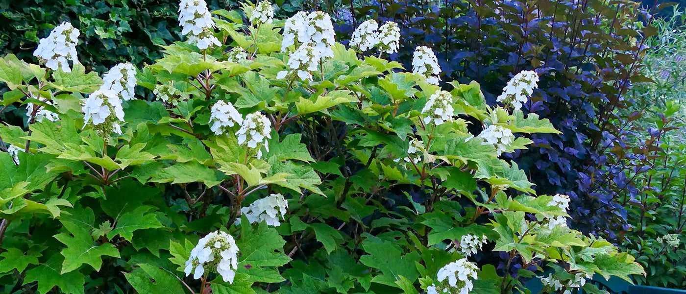 Eichenblatthortensie