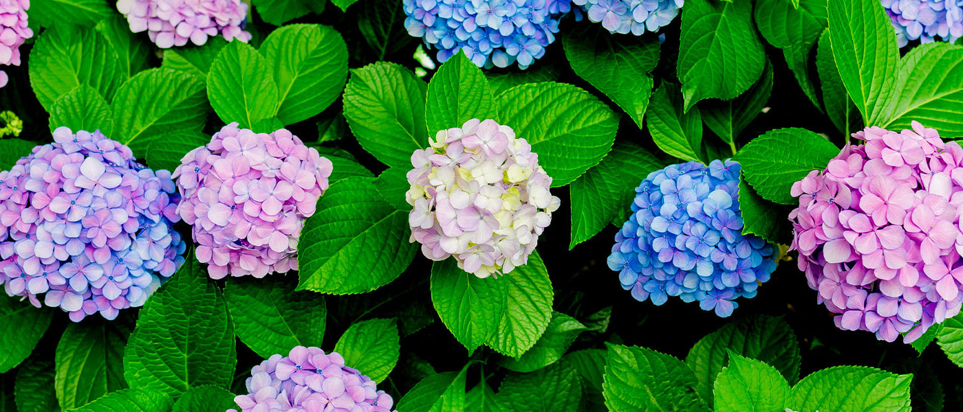 Großblättrige Hortensie