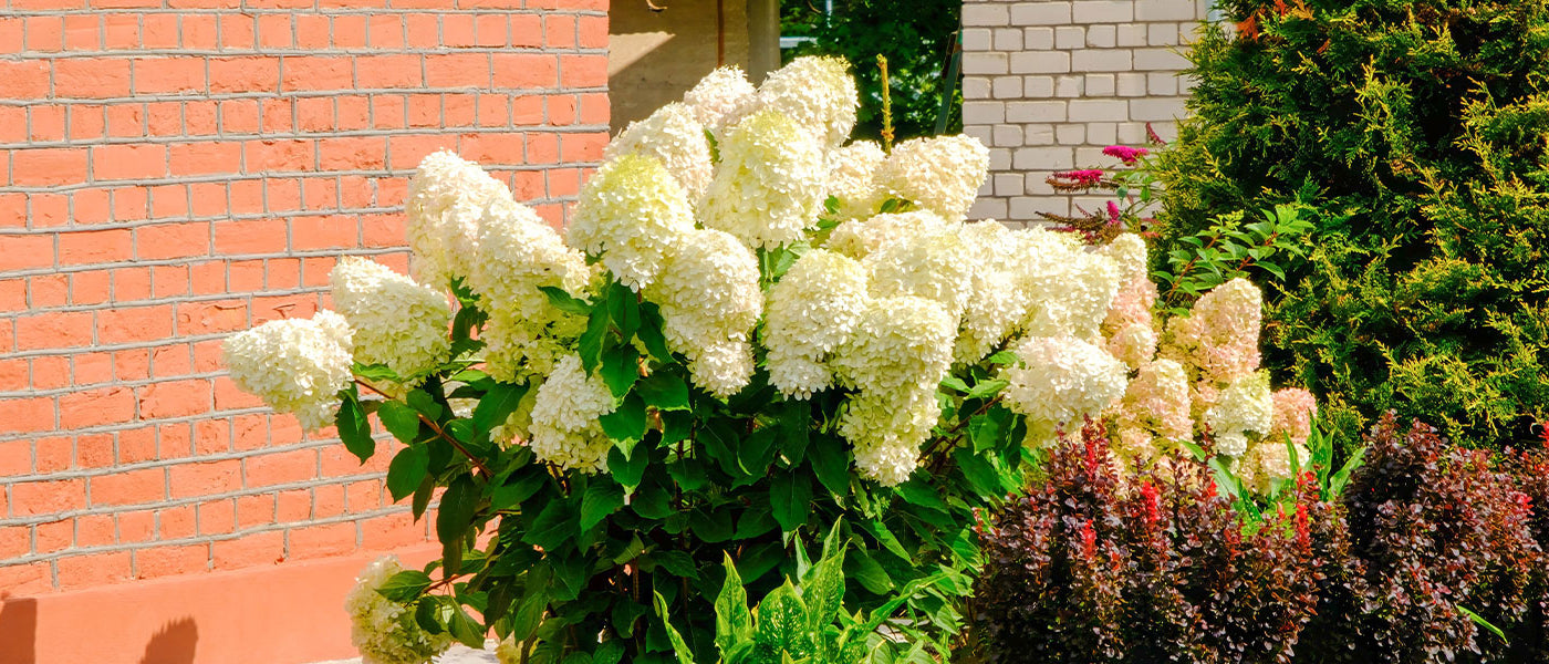Rispenhortensie