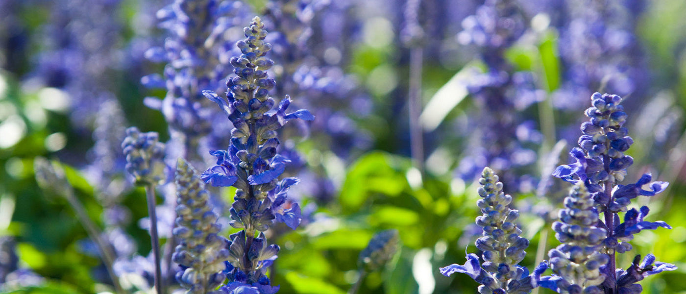 Grannen-Ysop - Hyssopus aristatus