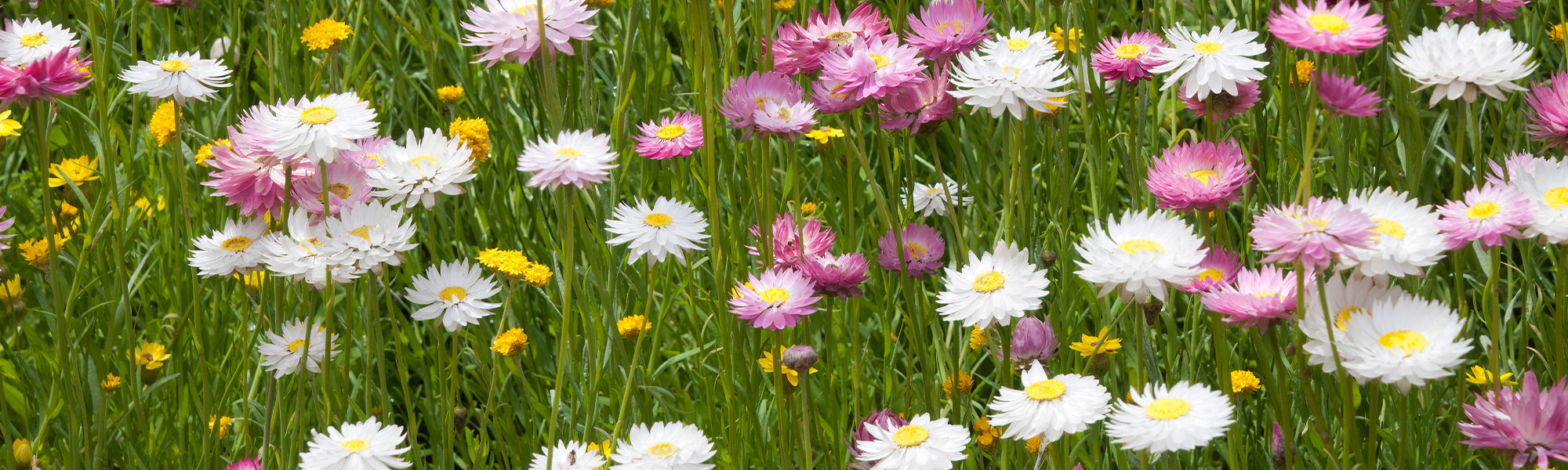 Stielblättrige Strohblume - Helichrysum petiolare