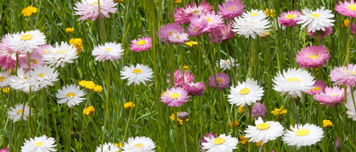 Italienische Strohblume - Helichrysum italicum