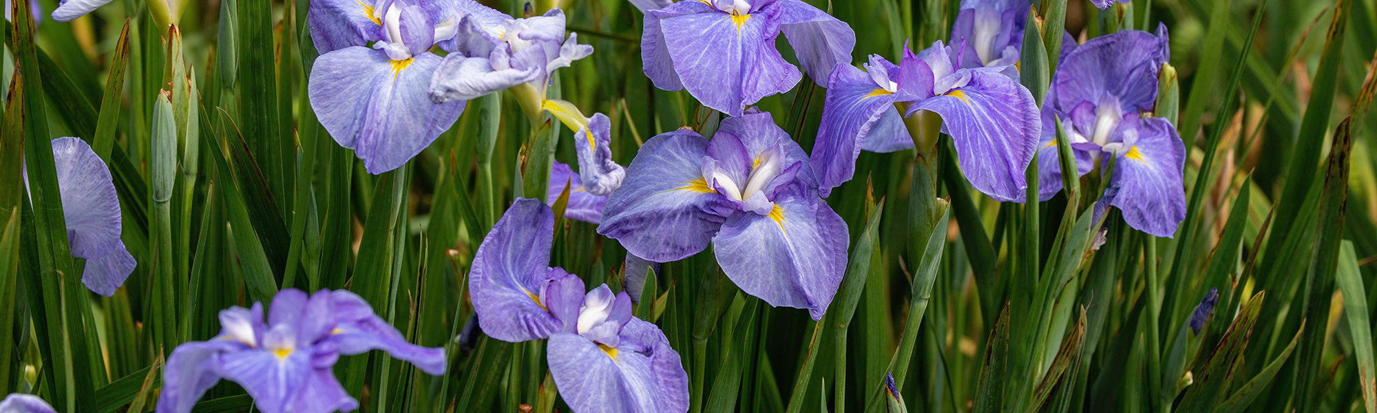 Sibirische und Japanische Schwertlilien