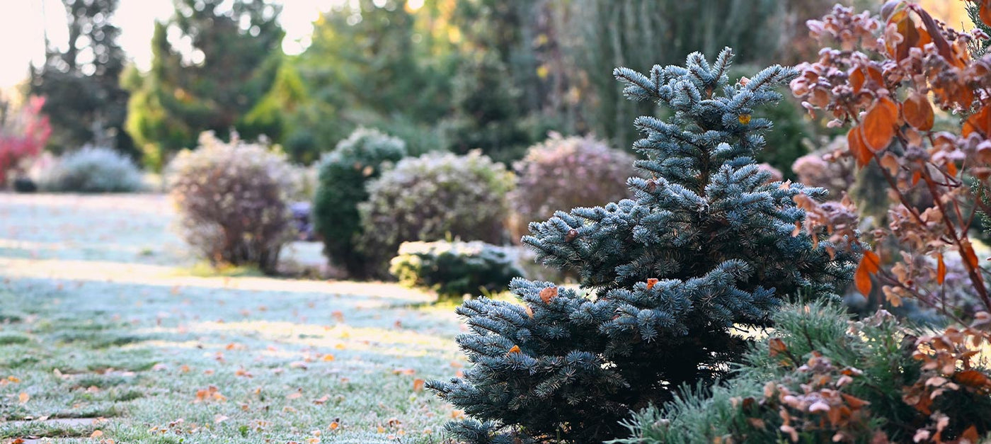 Winterblühender Garten