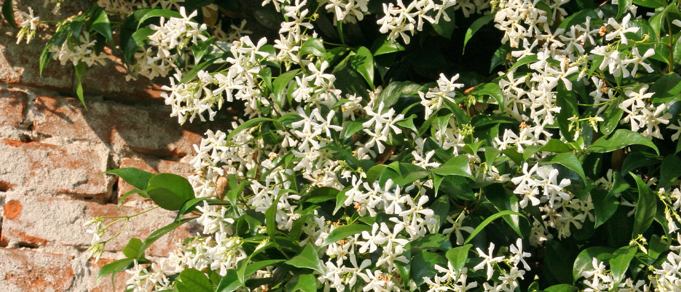 Jasmin