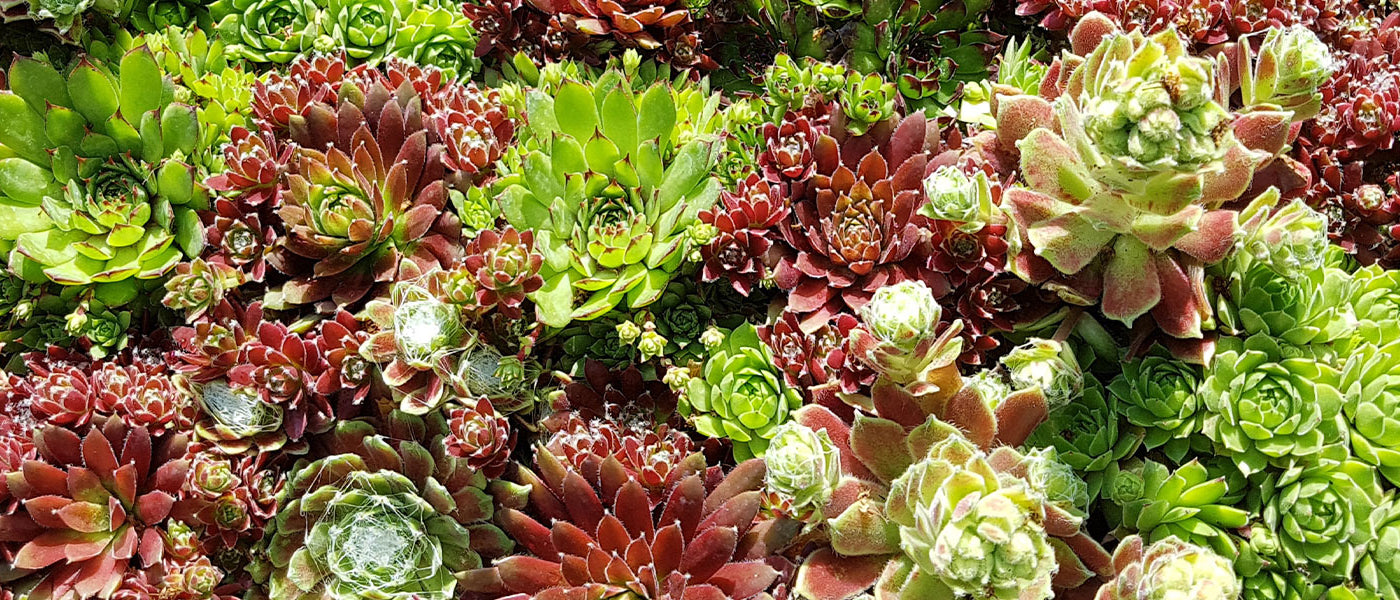 Dachwurz - Sempervivum