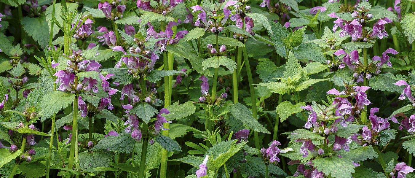 Stängelumfassende Taubnessel - Lamium amplexicaule