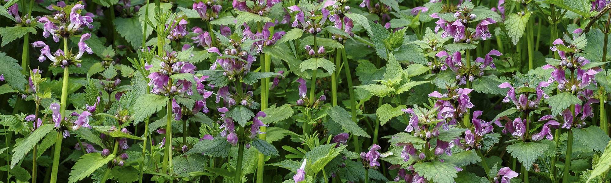 Goldnessel - Lamium galeobdolon