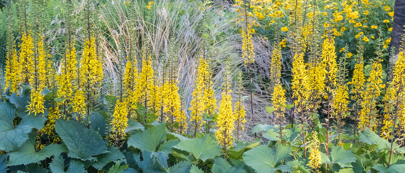 Ligularie