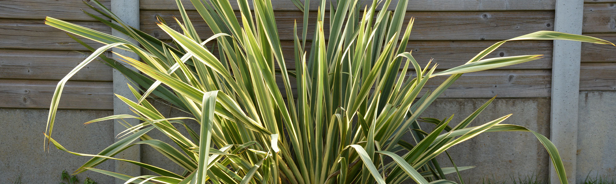 Neuseeländischer Flachs