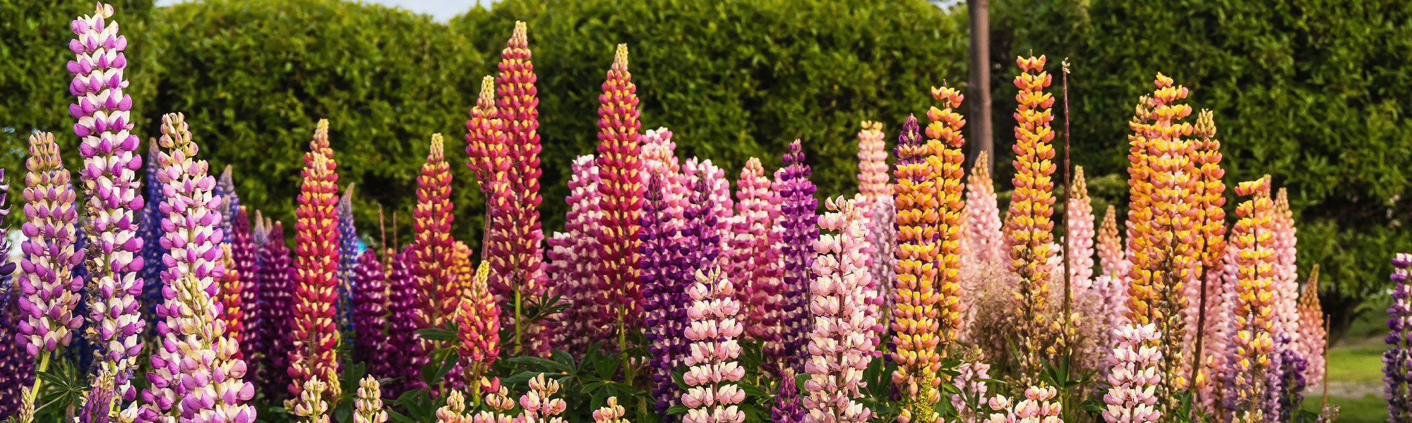 Weiße Lupine - Lupinus albus