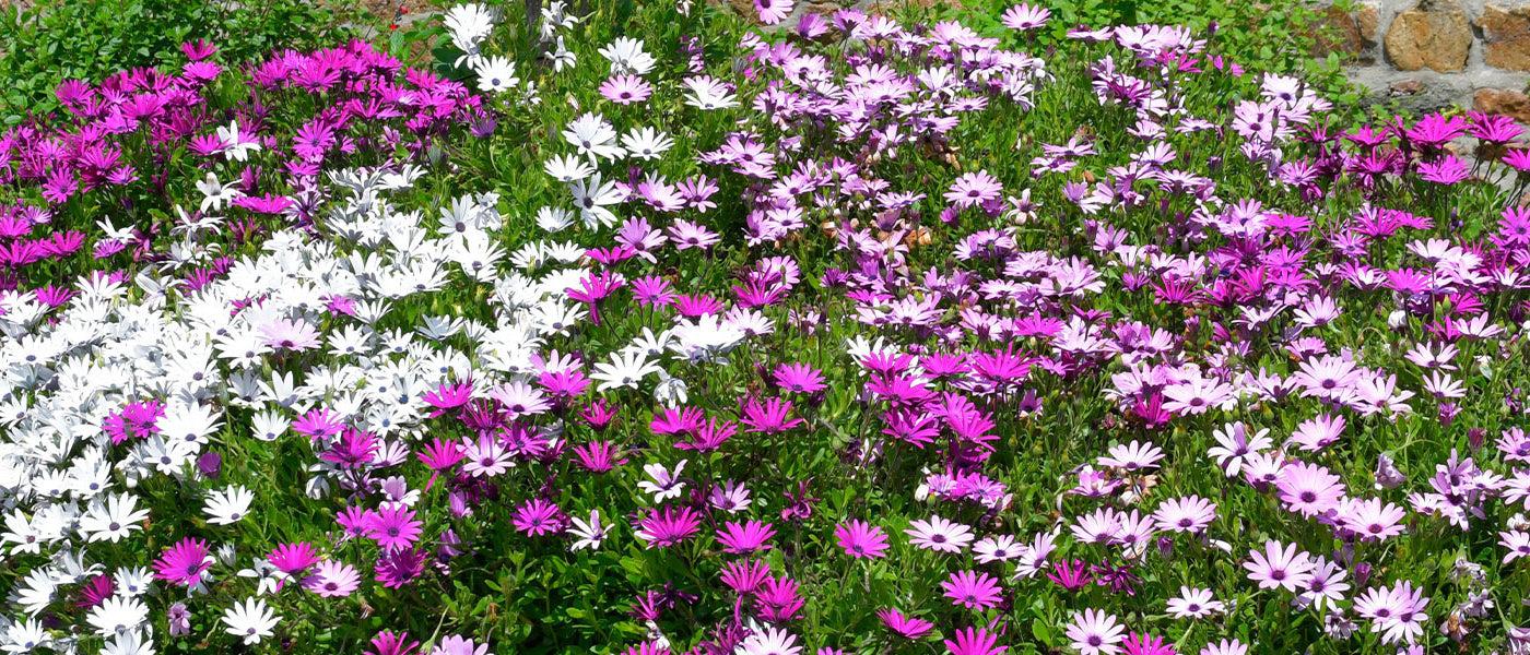 Kapmargerite - Osteospermum