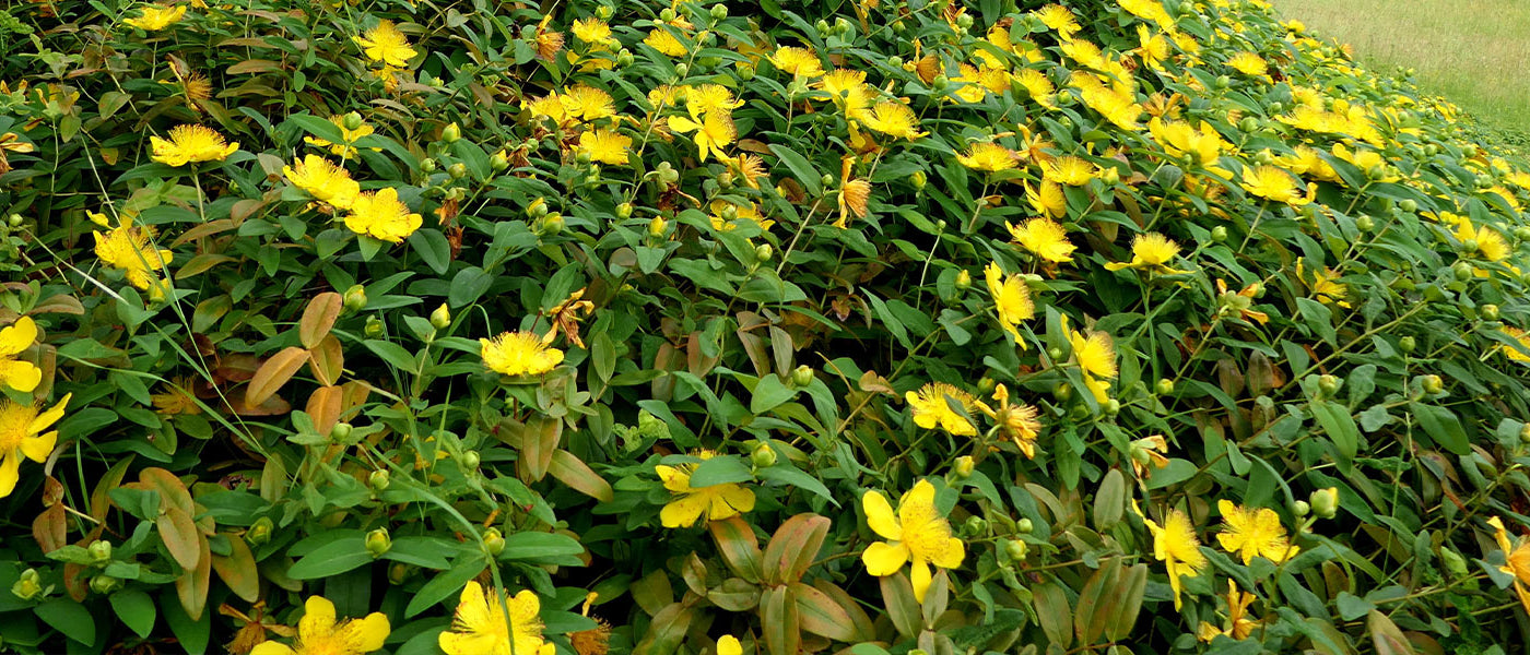Johanniskraut - Hypericum