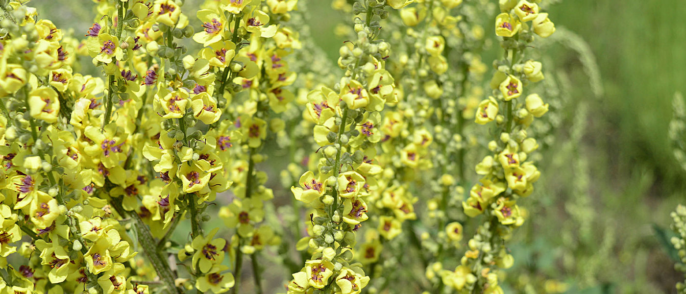 Königskerze - Verbascum