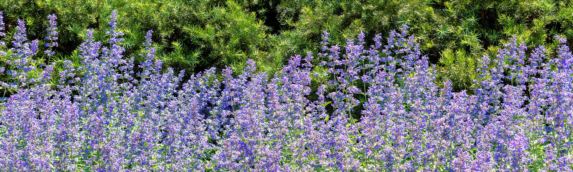 Katzenminze - Nepeta cataria