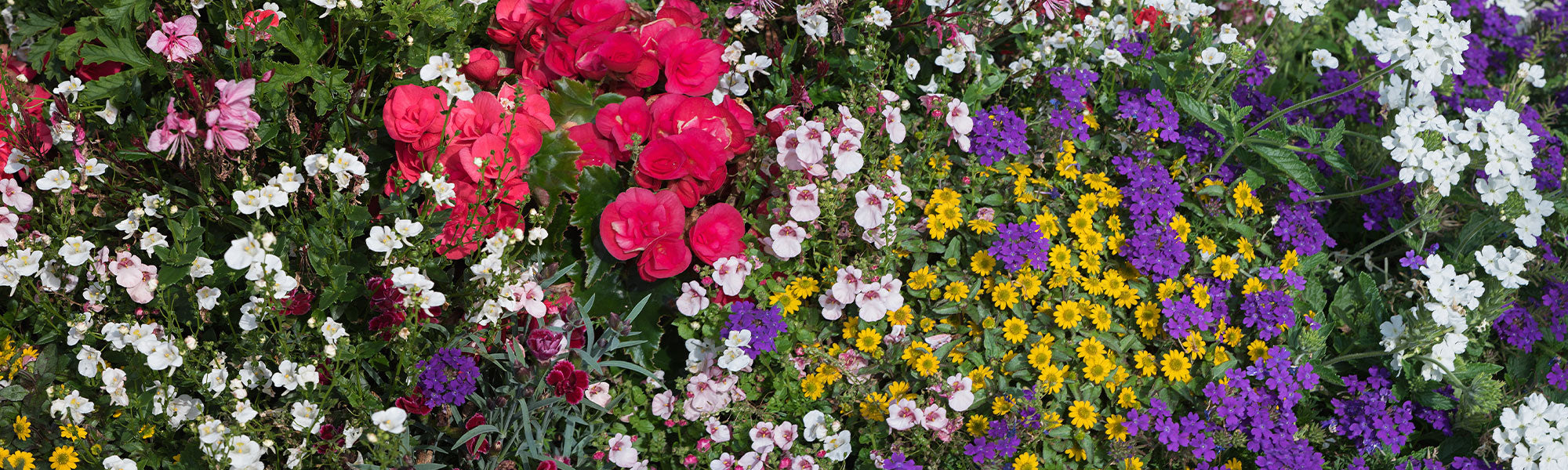 Neue einjährige Pflanzen