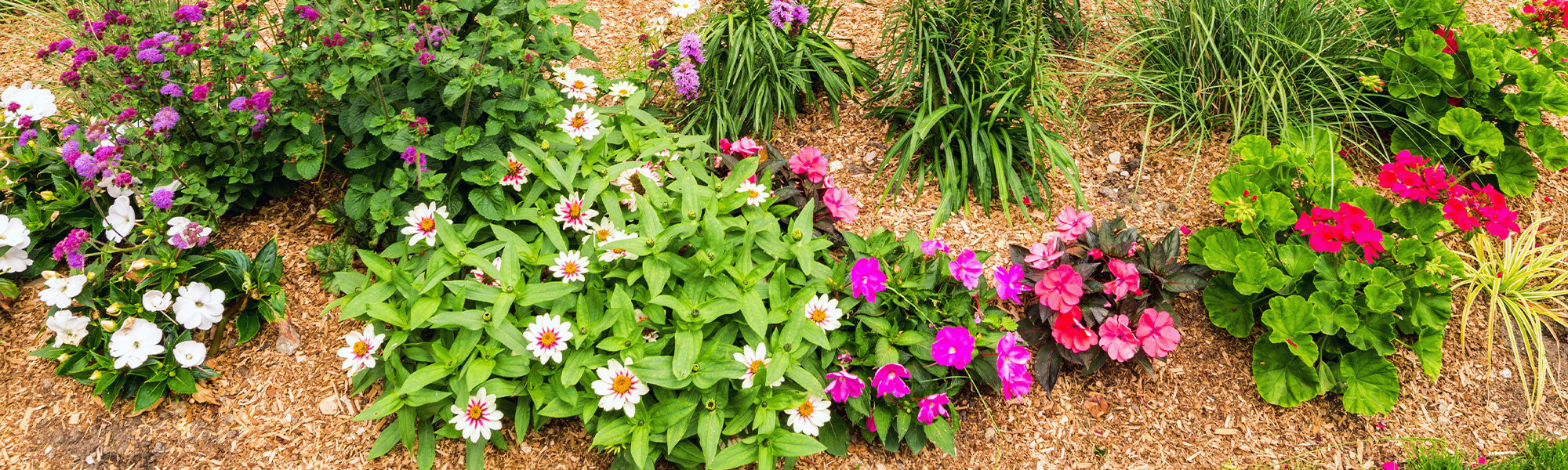 Neuheiten bei den Stauden