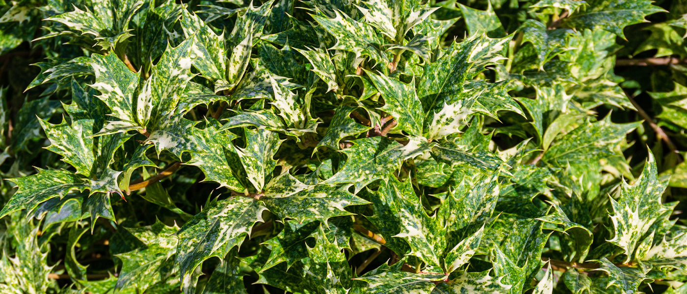 Osmanthus