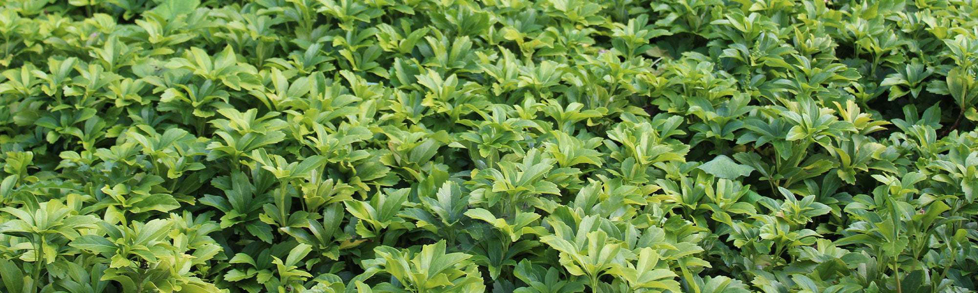 Pachysandra