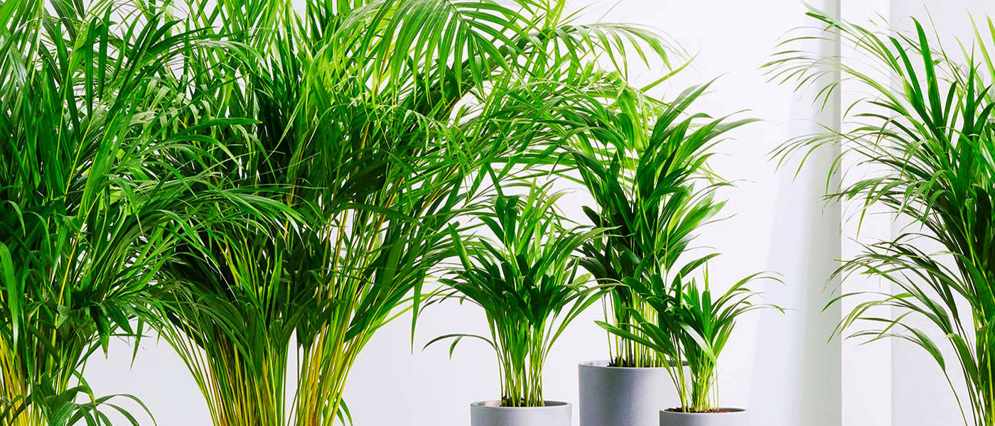 Areca-Palme.