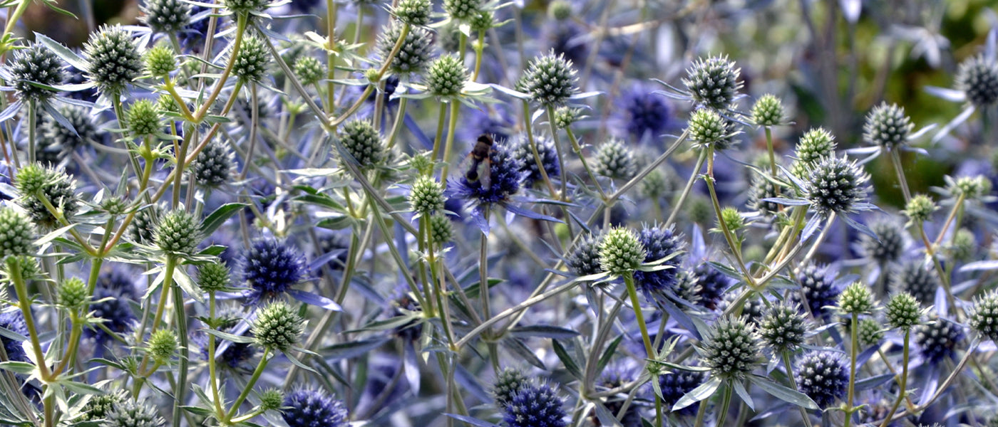 Alpen-Mannstreu - Eryngium alpinum