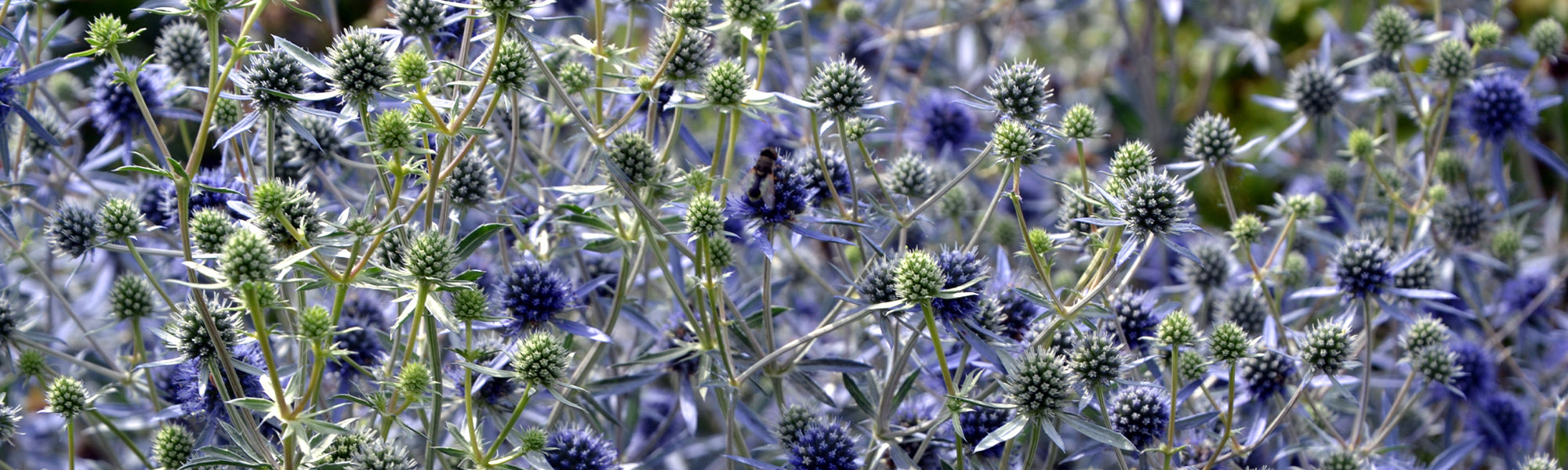 Alpen-Mannstreu - Eryngium alpinum