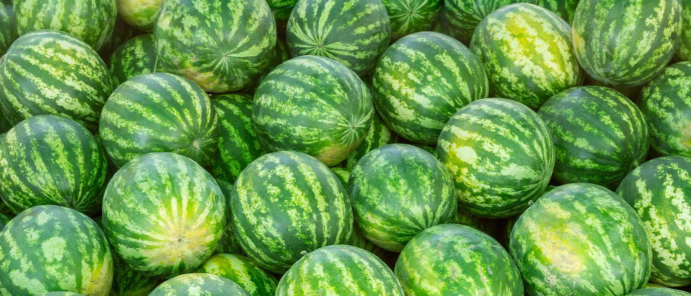 Wassermelone - Citrullus lanatus