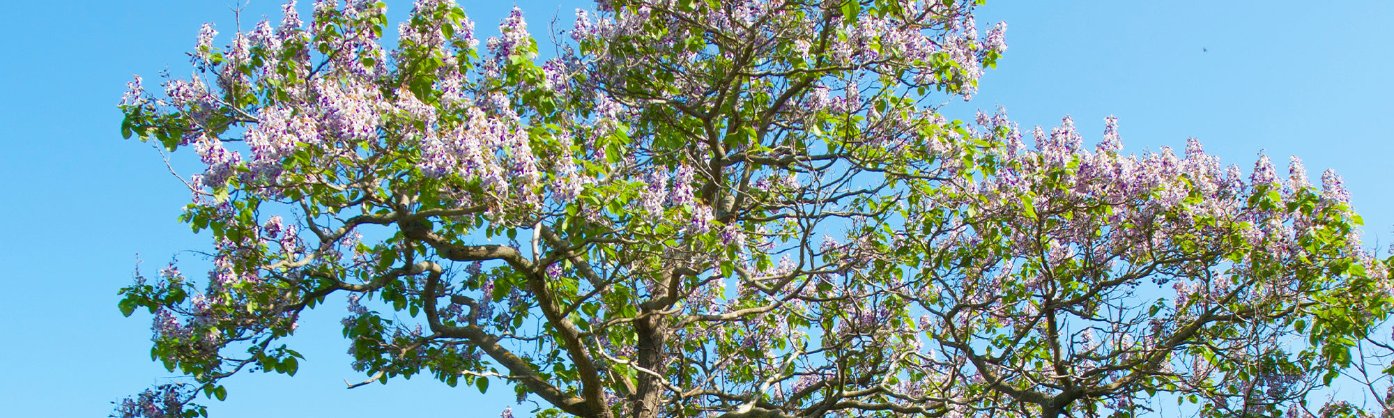 Paulownia