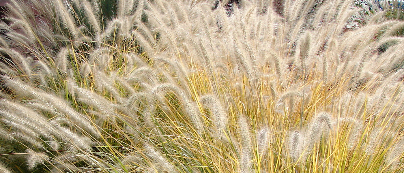 Orient-Lampenputzergras - Pennisetum orientale
