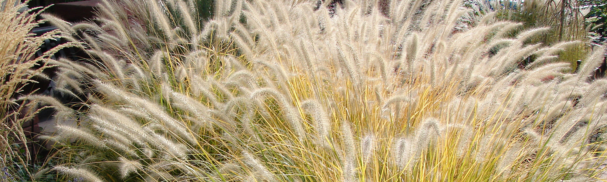 Orient-Lampenputzergras - Pennisetum orientale