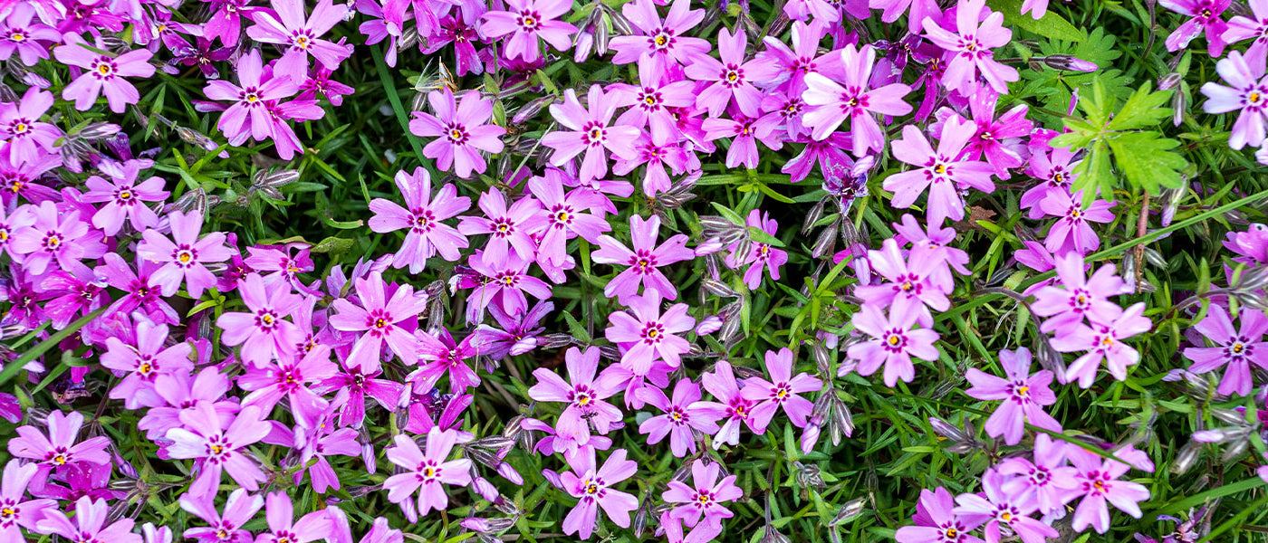 Polster-Phlox - Phlox subulata