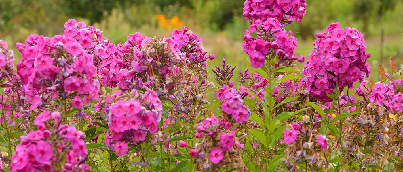 Flammenblume - Phlox paniculata
