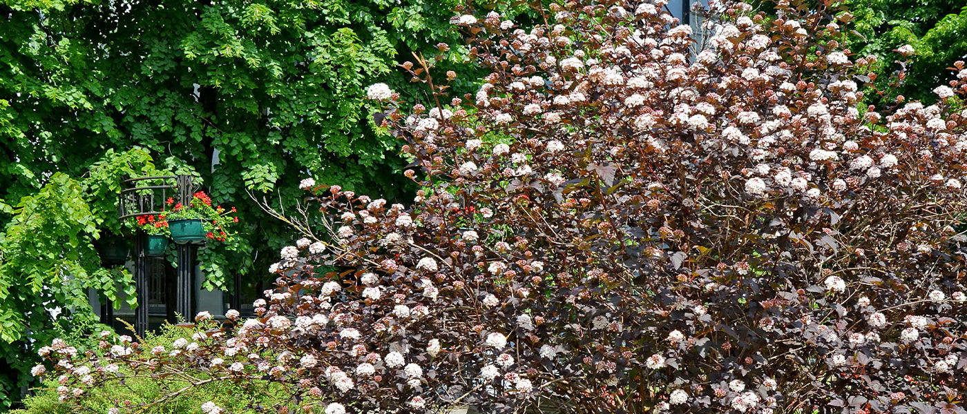 Blasenspiere