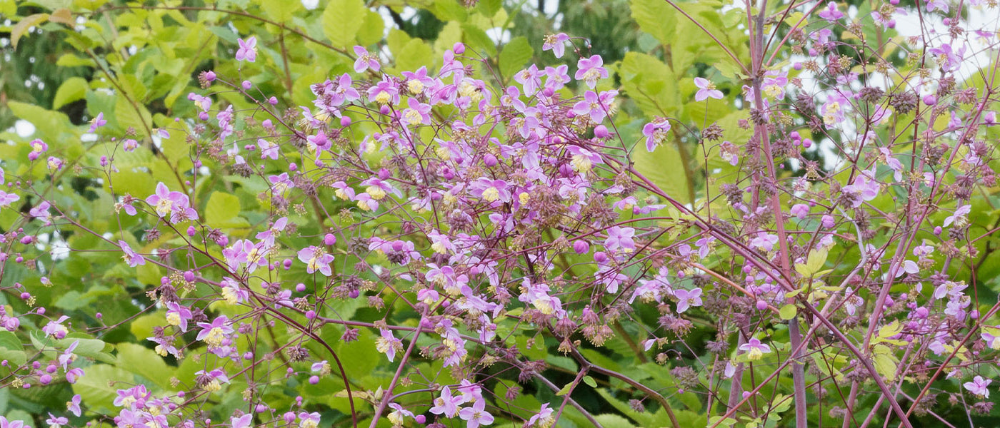 Wiesenraute